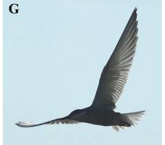 Attēlu rezultāti vaicājumam “Chlidonias hybrida adult”