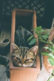 Kuvahaun tulos haulle bonsaikitten