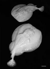 Image result for Torpedo marmorata