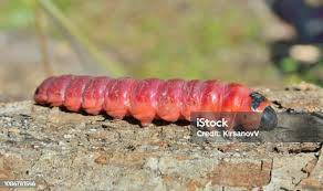 Attēlu rezultāti vaicājumam “Cucujus cinnaberinus larva”