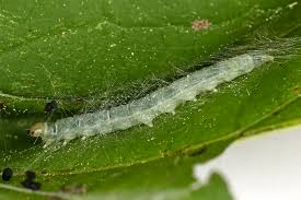 Attēlu rezultāti vaicājumam “Agonopterix ciliella imago”