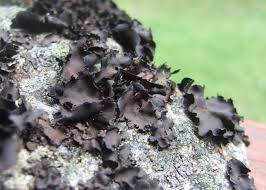 Attēlu rezultāti vaicājumam “Sciuro-hypnum curtum”