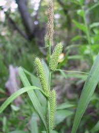 Attēlu rezultāti vaicājumam “Carex pilosa leaf”