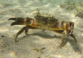 Image result for Eriphia verrucosa