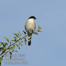 Image result for Lanius minor