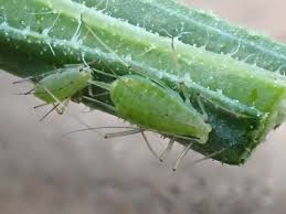 Attēlu rezultāti vaicājumam “Aphididae”