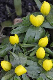 Attēlu rezultāti vaicājumam “Eranthis hyemalis”