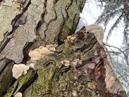 Attēlu rezultāti vaicājumam “Bjerkandera fumosa”