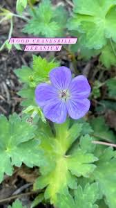 Attēlu rezultāti vaicājumam “Geranium sylvaticum”