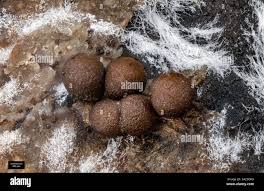 Attēlu rezultāti vaicājumam “Trichia varia sessile”