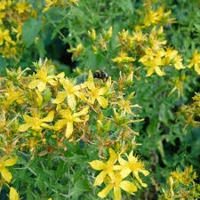 Image result for Johanniskraut