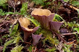 Attēlu rezultāti vaicājumam “Gomphus clavatus”