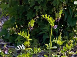 Attēlu rezultāti vaicājumam “Vicia sepium”