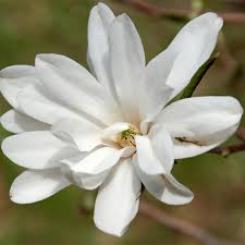 Attēlu rezultāti vaicājumam “Magnolia x loebneri flower”