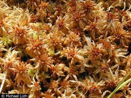 Attēlu rezultāti vaicājumam “Sphagnum balticum”