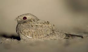 Image result for Caprimulgus aegyptius