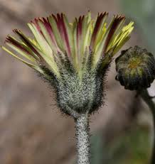 Image result for Hieracium pilosella
