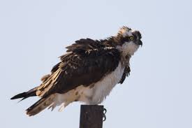 Image result for Pandion haliaetus