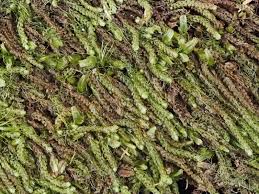 Attēlu rezultāti vaicājumam “Nowellia curvifolia”