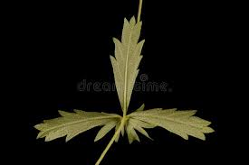 Attēlu rezultāti vaicājumam “Potentilla erecta fruit”