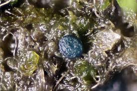 Attēlu rezultāti vaicājumam “Octosporella jungermanniarum”