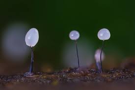 Attēlu rezultāti vaicājumam “Comatricha sp.”