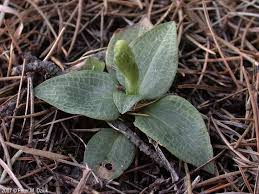 Attēlu rezultāti vaicājumam “Goodyera repens leaf”