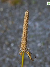 Attēlu rezultāti vaicājumam “Phyteuma spicatum fruit”