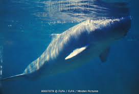 Image result for Kogia breviceps