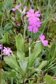 Attēlu rezultāti vaicājumam “Primula farinosa fruit”