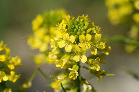 Attēlu rezultāti vaicājumam “Sisymbrium loeselii flower”