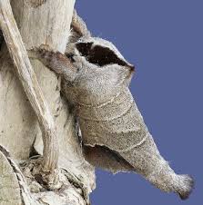 Attēlu rezultāti vaicājumam “Clostera curtula”