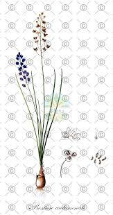 Attēlu rezultāti vaicājumam “Polygonatum verticillatum fruit”