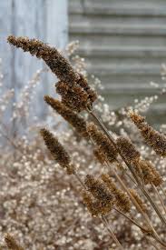 Attēlu rezultāti vaicājumam “Lophozia ascendens”