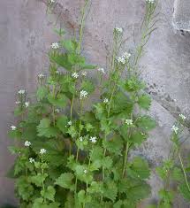 Image result for Alliaria petiolata