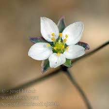 Attēlu rezultāti vaicājumam “Spergula morisonii”