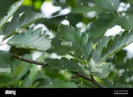 Attēlu rezultāti vaicājumam “Sorbus intermedia leaf”