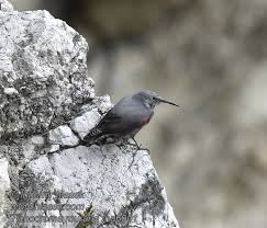 Image result for Tichodroma muraria