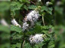 Attēlu rezultāti vaicājumam “Mentha spicata flower”