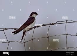 Attēlu rezultāti vaicājumam “Delichon urbicum adult”