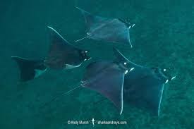 Image result for Mobula munkiana