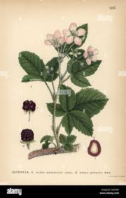 Attēlu rezultāti vaicājumam “Rubus plicatus flower”