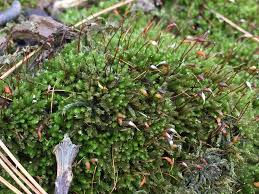 Attēlu rezultāti vaicājumam “Eurhynchiastrum pulchellum macro”