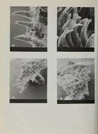 Image result for Chelon tricuspidens