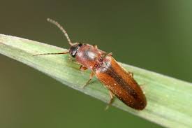 Attēlu rezultāti vaicājumam “Dalopius marginatus”