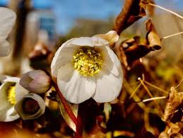 Attēlu rezultāti vaicājumam “Helleborus niger flower”