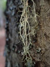 Attēlu rezultāti vaicājumam “Evernia divaricata”