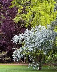 Attēlu rezultāti vaicājumam “Exochorda giraldii var. wilsonii”
