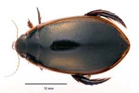 Attēlu rezultāti vaicājumam “Dytiscidae”