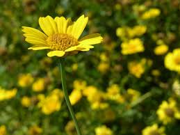 Image result for Chrysanthemum segetum